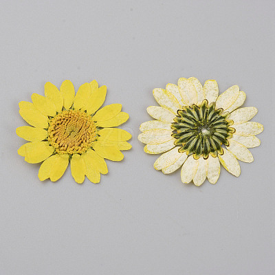 Pressed Dried Flowers DIY-WH0308-412F-1-1
