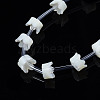 Natural Trochid Shell/Trochus Shell Beads Strands SSHEL-S278-129-3