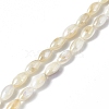 Natural Freshwater Shell Beads Strands SHEL-C003-06-1