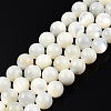 Natural White Shell Bead Strands SSHEL-N003-144H-01-1