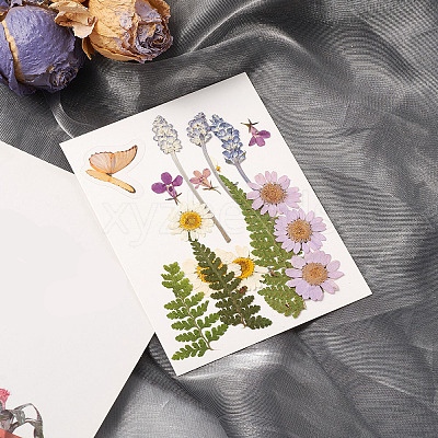Pressed Dried Flowers DIY-YWC0001-94-1