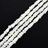 Natural Freshwater Shell Beads Strands SHEL-G013-02D-1