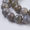 Natural Labradorite Beads Strands G-G212-10mm-23-3