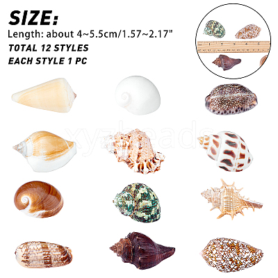 Natural Shell Home Display Decoration Sets SSHEL-T016-13-1