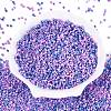 Opaque Picasso Cylinder Glass Beads SEED-Q039-06A-06-2