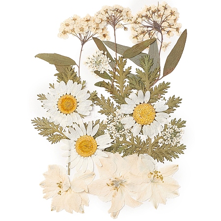 Pressed Dried Flowers DIY-YWC0001-100-1