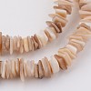 Natural Shell Bead Strands X-BSHE-P021-14-3