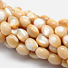 Natural Sea Shell Barrel Bead Strands SSHEL-M014-04-1