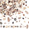  15 Styles Natural Shell Display Decorations FIND-NB0003-18-1