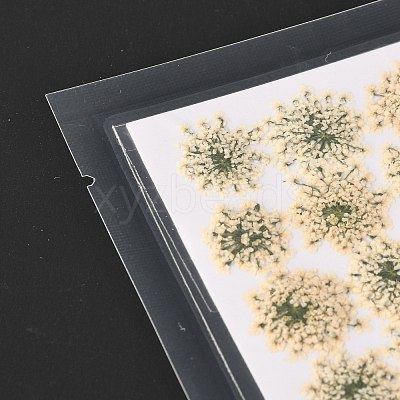 Pressed Dried Flowers DIY-K032-58N-1