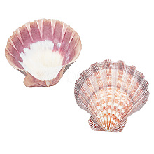 Natural Lion's Paw Sea Scallops AJEW-WH0041-69