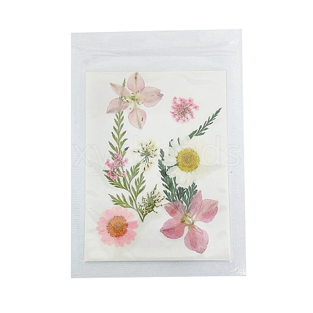 Pressed Dried Flowers DIY-B070-01C-1