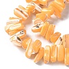 Dyed Natural Trochus Shell Beads Strands SSHEL-C013-09C-3
