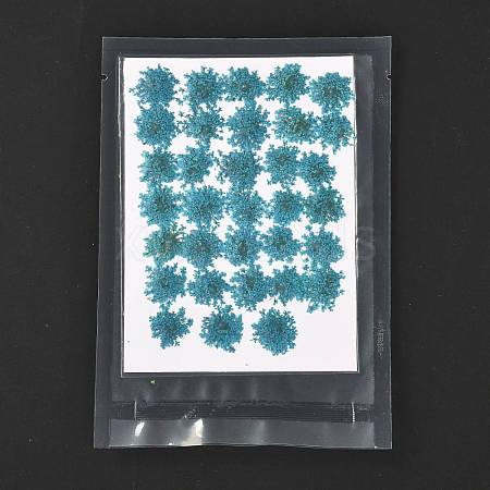 Pressed Dried Flowers DIY-K032-58E-1