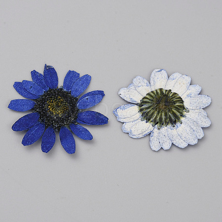 Pressed Dried Flowers DIY-WH0308-412E-1-1