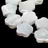 Natural Trochus Shell Beads Strands BSHE-P033-07-4