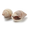 Natural Spiral Shell Beads BSHE-H015-15-2