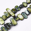 Freshwater Shell Beads Strands SHEL-S274-40-3