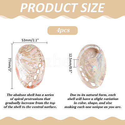 Natural Shell Display Decorations DJEW-WH0042-143D-1