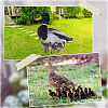 Double-sided Pattern Acrylic Garden Stake AJEW-WH0348-02D-5