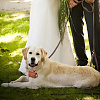 Imitation Leather Wedding Ring Storage Case with Alloy Clasps for Pet AJEW-WH0542-85-6