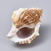 Large Natural Conch Shells DJEW-WH0007-11B-2