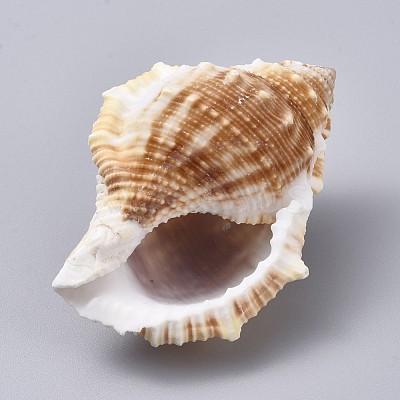 Large Natural Conch Shells DJEW-WH0007-11B-1