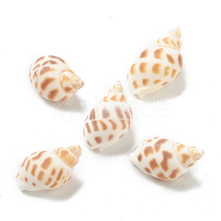 Natural Spiral Shell Beads BSHE-H015-05-1