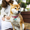 42Pcs 3 Colors Transparent Blank Acrylic Pet Dog ID Tag PALLOY-AB00049-7
