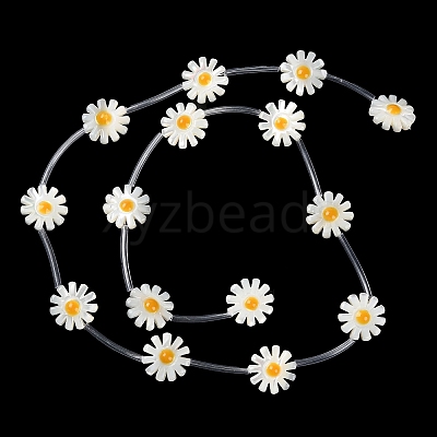 Natural Trochus Shell Beads Strands BSHE-E030-06A-1