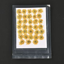 Pressed Dried Flowers DIY-K032-58A