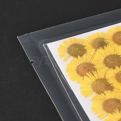 Centaurea Iberica Embossing Dried Flower DIY-K032-65A-1
