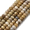Natural Fossil Coral Beads Strands G-A280-A08-01-2